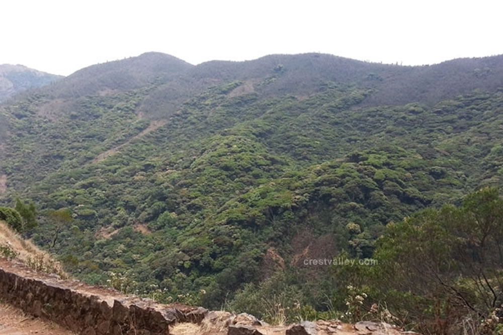  avalanche cauliflower forest